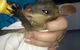 Proserpine Vet Surgery - thumb 15