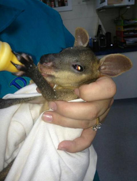 Proserpine Vet Surgery - Gold Coast Vets 15