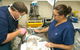 Proserpine Vet Surgery - thumb 17
