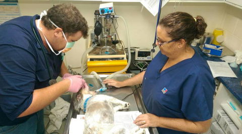 Proserpine Vet Surgery - Gold Coast Vets 17