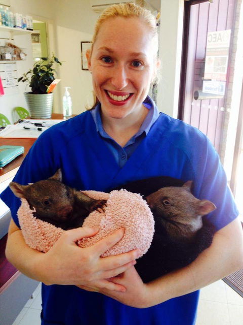 Killarney Vale Veterinary Clinic - Gold Coast Vets 1