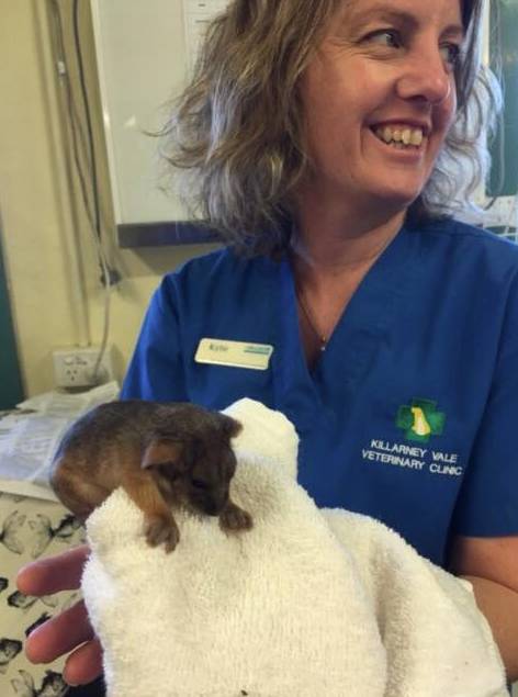 Killarney Vale Veterinary Clinic - Gold Coast Vets 11