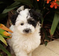 Dapto Veterinary Clinic - Gold Coast Vets