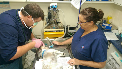 Proserpine Vet Surgery - Gold Coast Vets 2