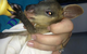 Proserpine Vet Surgery - thumb 4