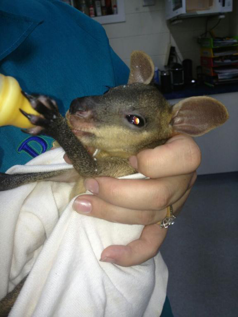 Proserpine Vet Surgery - Gold Coast Vets 4