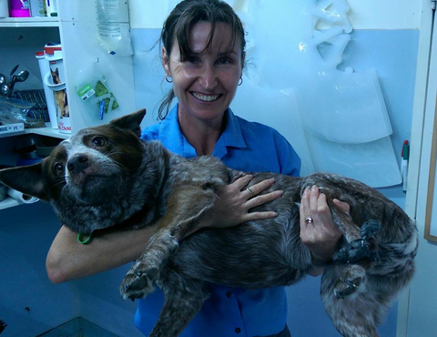 Proserpine Vet Surgery - Gold Coast Vets 5