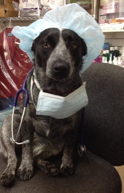 Raymond Terrace Veterinary Clinic - Gold Coast Vets 3