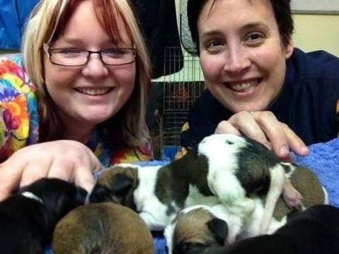 Raymond Terrace Veterinary Clinic - Gold Coast Vets 5