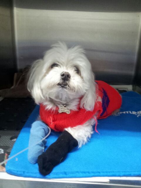 Shaws Veterinary Hospital - Gold Coast Vets 1