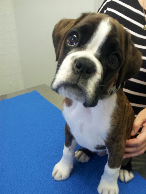 Shaws Veterinary Hospital - Gold Coast Vets 2