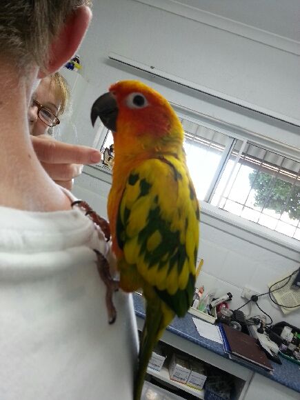Shaws Veterinary Hospital - Gold Coast Vets 3