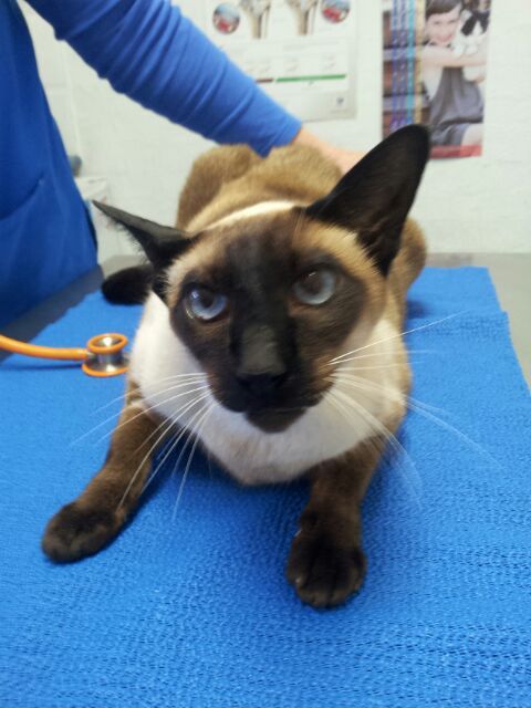 Shaws Veterinary Hospital - Gold Coast Vets 4
