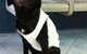 Shaws Veterinary Hospital - thumb 5