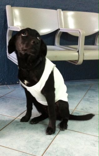 Shaws Veterinary Hospital - Gold Coast Vets 5