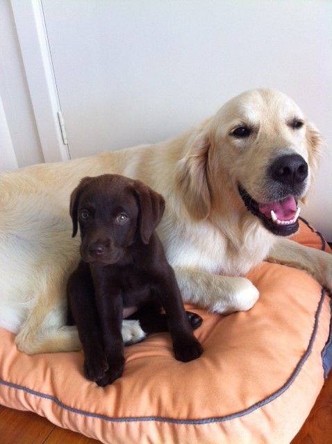 Shoal Bay Veterinary Clinic - Gold Coast Vets 2
