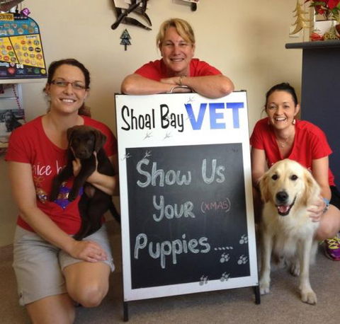 Shoal Bay Veterinary Clinic - Gold Coast Vets 5