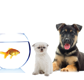 Tarraray Pet Retreat - Gold Coast Vets
