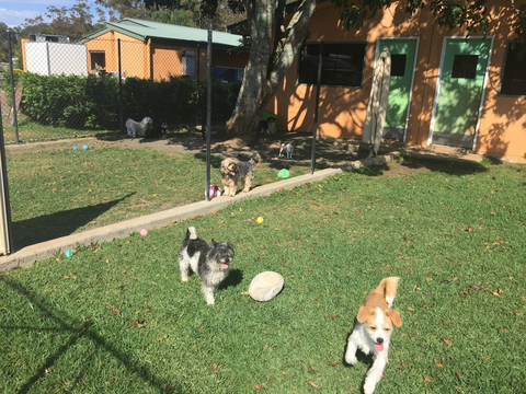 Tarraray Pet Retreat - Gold Coast Vets 4