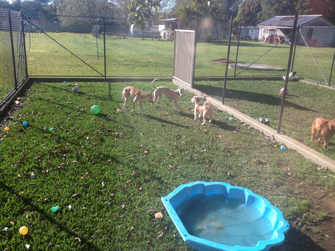 Tarraray Pet Retreat - Gold Coast Vets 6