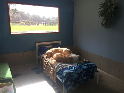Tarraray Pet Retreat - Gold Coast Vets 7