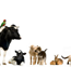 Tropical Vet Services - Gold Coast Vets