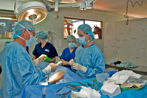 University Avenue Veterinary Hospital - Gold Coast Vets 1