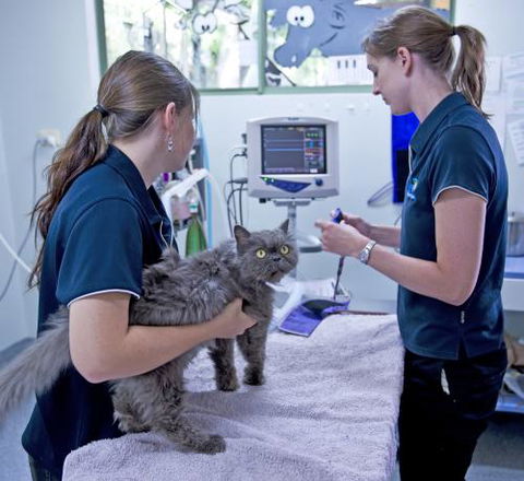University Avenue Veterinary Hospital - Gold Coast Vets 3
