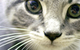 University Avenue Veterinary Hospital - thumb 5
