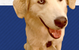 University Avenue Veterinary Hospital - thumb 8