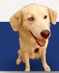 University Avenue Veterinary Hospital - Gold Coast Vets 8