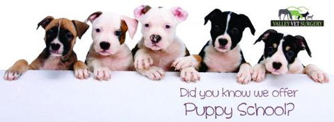 Valley Vet Surgery - Gold Coast Vets 1