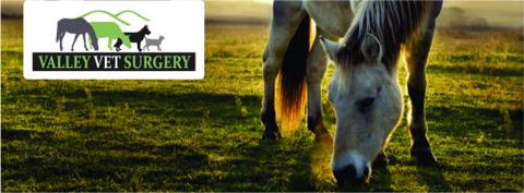 Valley Vet Surgery - Gold Coast Vets 2