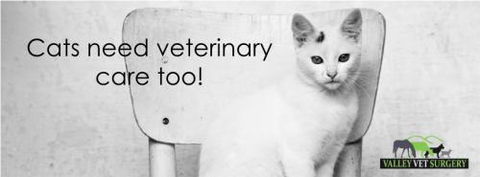 Valley Vet Surgery - Gold Coast Vets 3