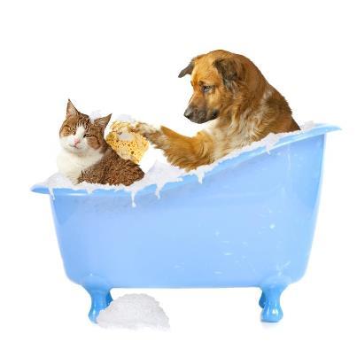 Valley Vet Surgery - Gold Coast Vets 5
