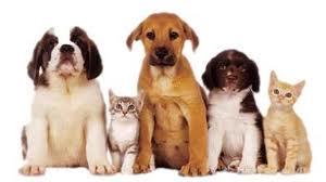 Valley Vet Surgery - Gold Coast Vets 6