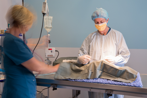 Vitality Vetcare - Gold Coast Vets 7