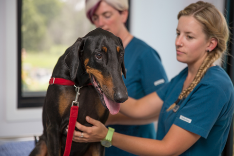 Vitality Vetcare - Gold Coast Vets 11