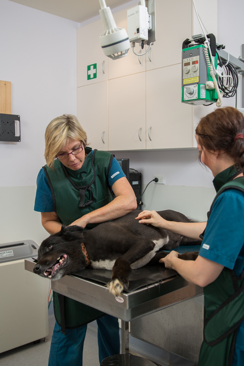 Vitality Vetcare - Gold Coast Vets 14