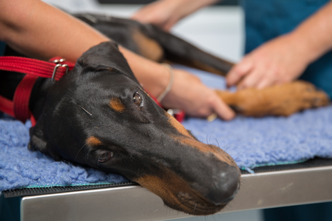 Vitality Vetcare - Gold Coast Vets 15