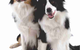 Walker Street Veterinary Surgery - thumb 1