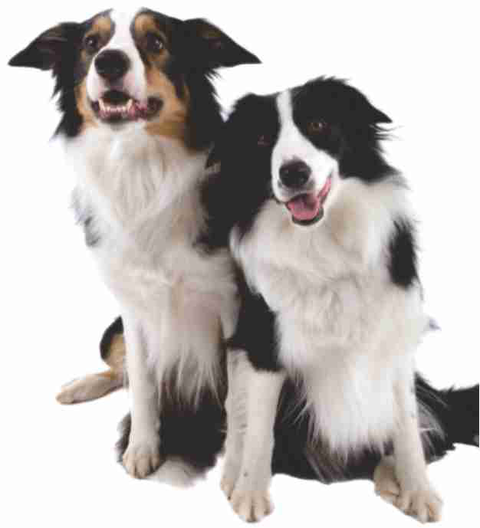 Walker Street Veterinary Surgery - Gold Coast Vets 1