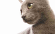 Walker Street Veterinary Surgery - thumb 2