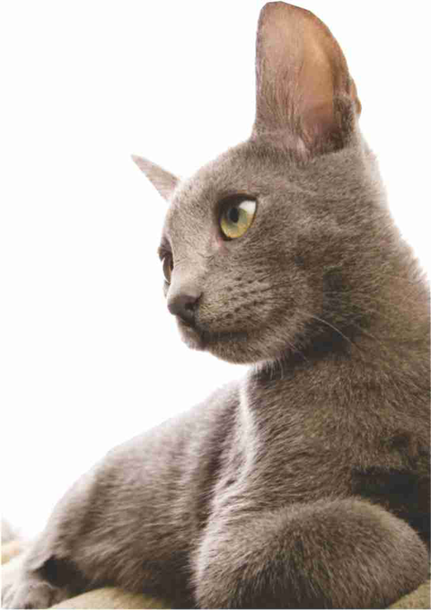 Walker Street Veterinary Surgery - Gold Coast Vets 2