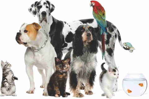 Walker Street Veterinary Surgery - Gold Coast Vets 3