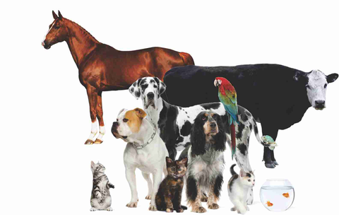 Walker Street Veterinary Surgery - Gold Coast Vets 4