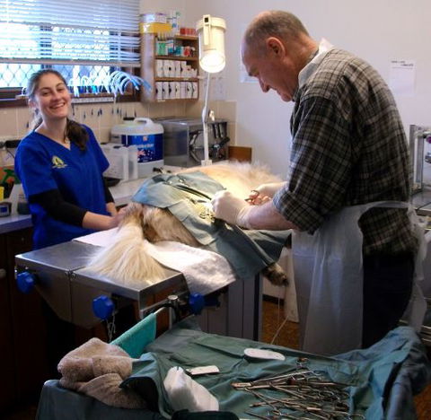 Westlakes Vet Hospital - Gold Coast Vets 3