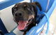 Yeppoon Veterinary Surgery - thumb 5