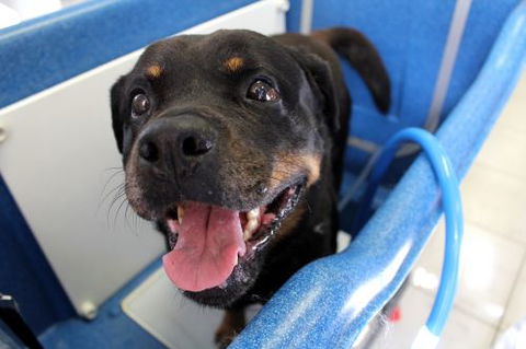 Yeppoon Veterinary Surgery - Gold Coast Vets 5