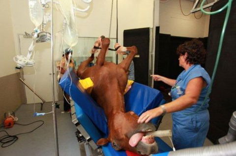 Pacific Vetcare - Gold Coast Vets 6